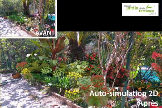 Aménagement d&#8217;un petit jardin tropical avec palmier