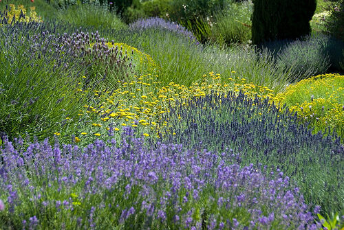 Am&#x00E9;nager&#x20;un&#x20;jardin&#x20;m&#x00E9;diterran&#x00E9;en&#x20;&#x3A;&#x20;les&#x20;r&#x00E8;gles