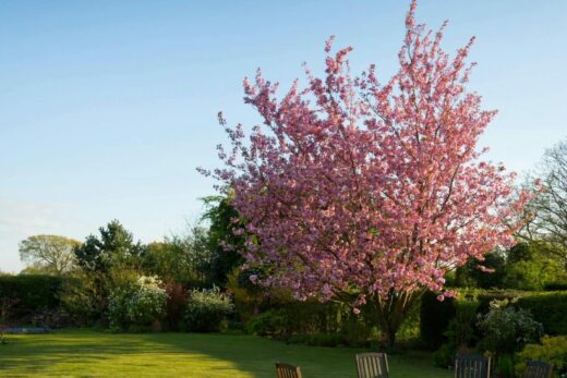 Aménager un jardin en ligne : pourquoi choisir notre logiciel 3d ?