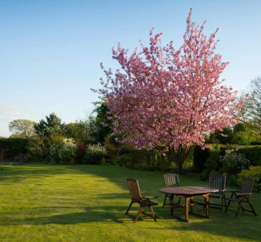 Aménager un jardin en ligne : pourquoi choisir notre logiciel 3d ?